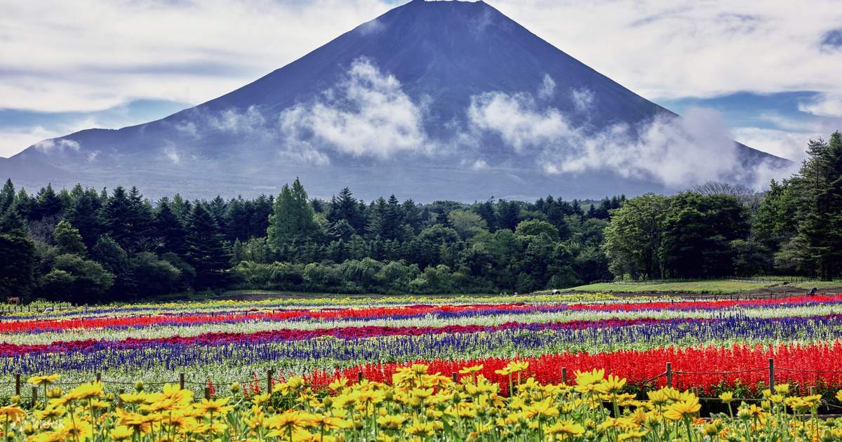虹の花まつり 入場チケット（山梨） - Klook